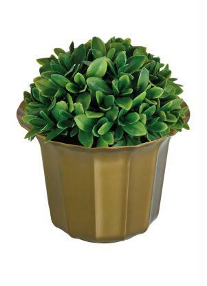 Vaso Tulipa Canelada Vaso Tulipa Canelada